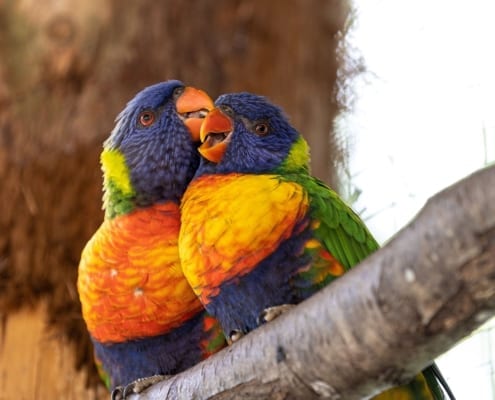 Birds colourful