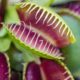 How to grow carnivorous plants