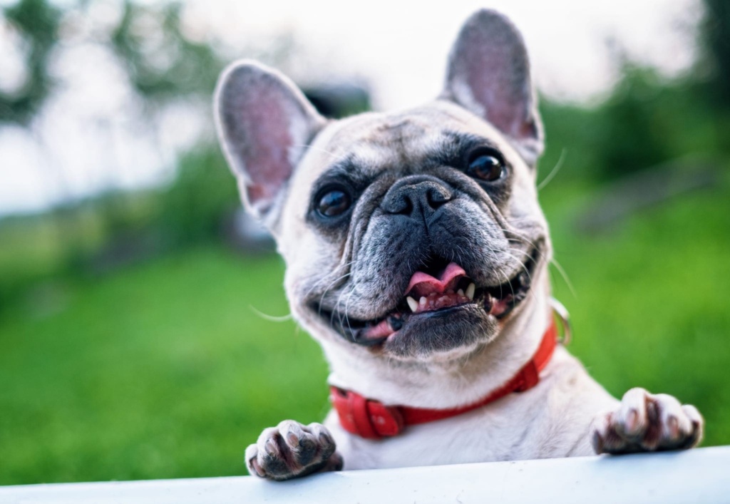 Certificate Of Animal Welfare Scaled