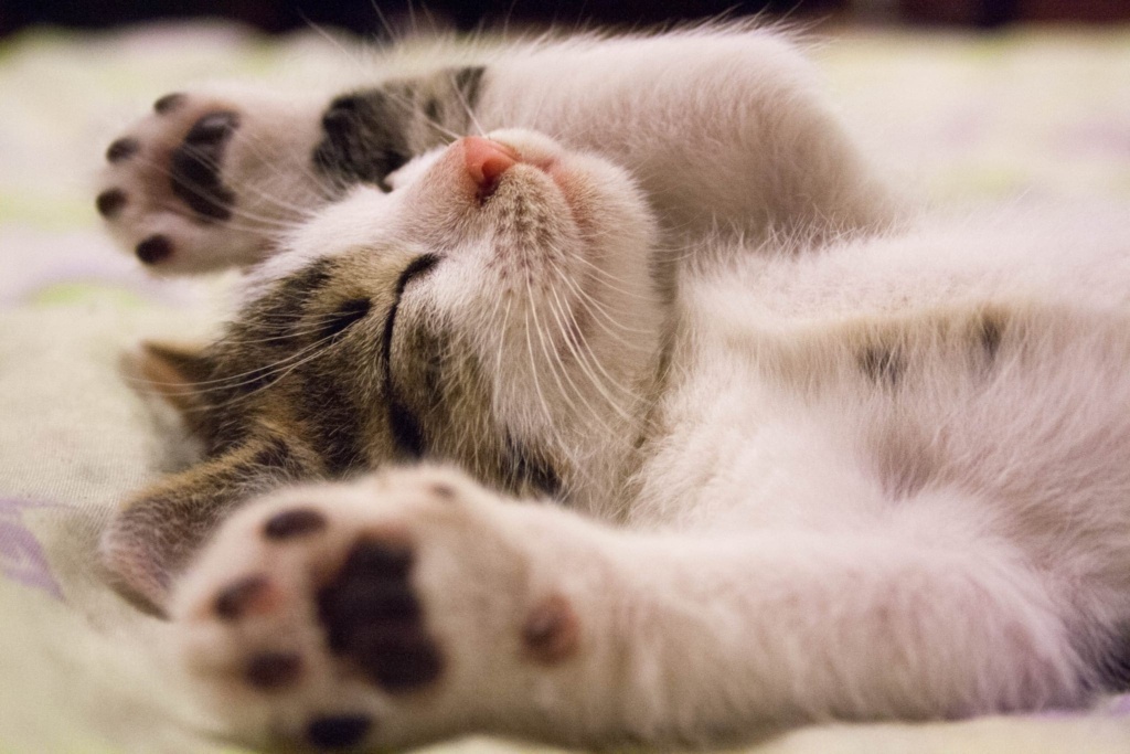 Certificate Of Cat Psychology And Training Scaled