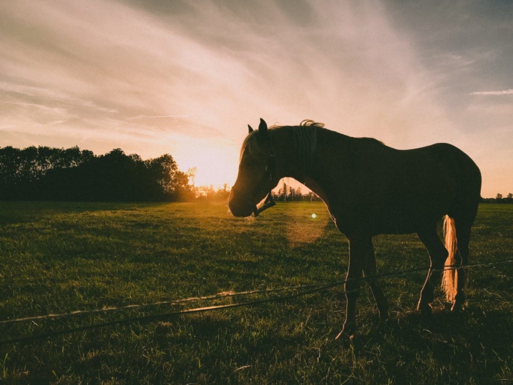 Certificate Of Equine Behaviour Scaled