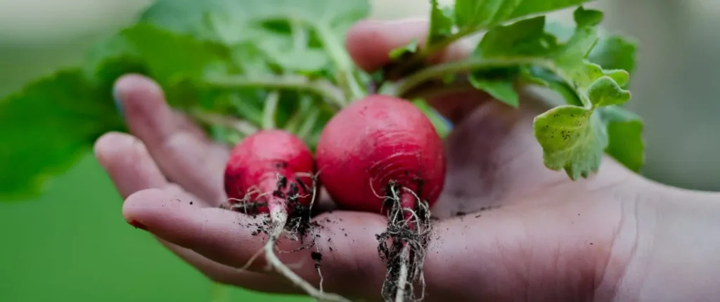Healthy Vegetables Home Gardening 1500x630