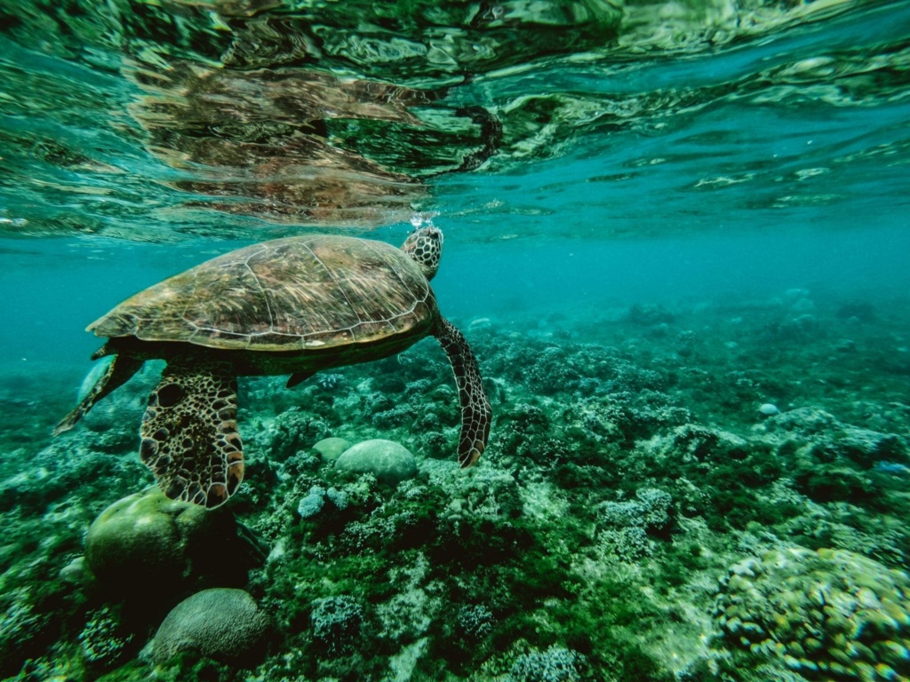 Cert Of Wildlife Conservation Blog Scaled