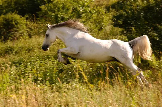 White Horse Jumping
