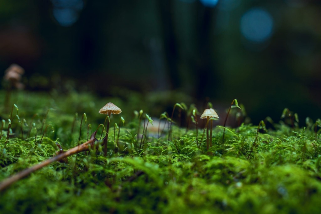 Botany Scaled
