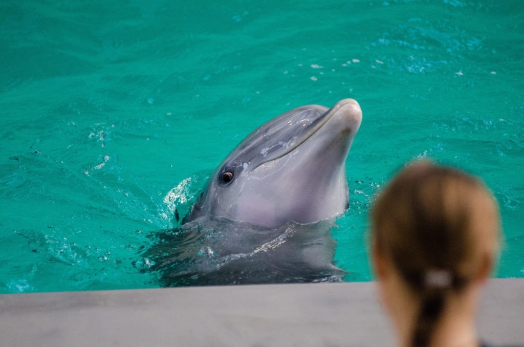 Dolphin Blog 2 Scaled