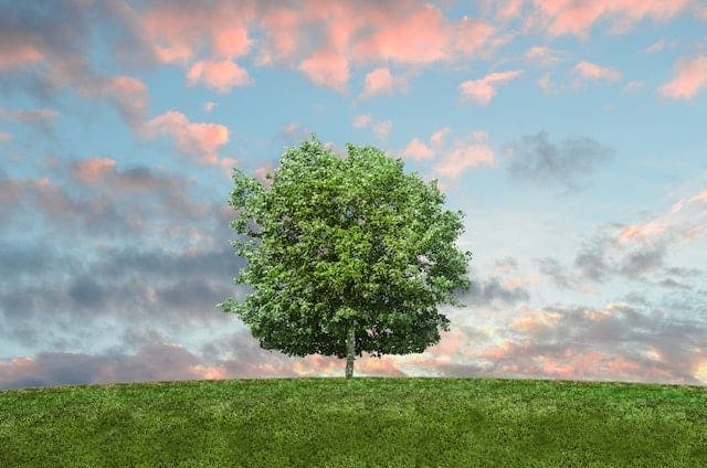 Become An Arborist