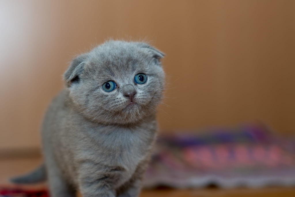 Cat Astrophies Blog Image