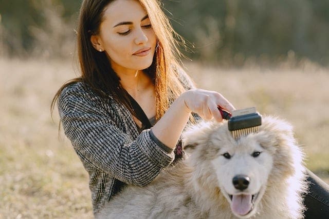 Certificate Of Dog Care