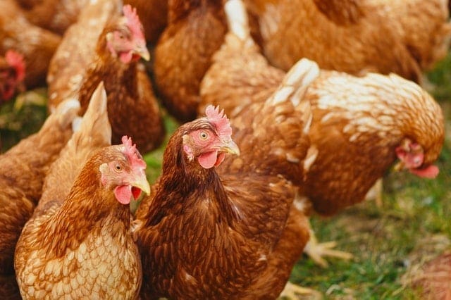 Animal Husbandry Courses 1 1