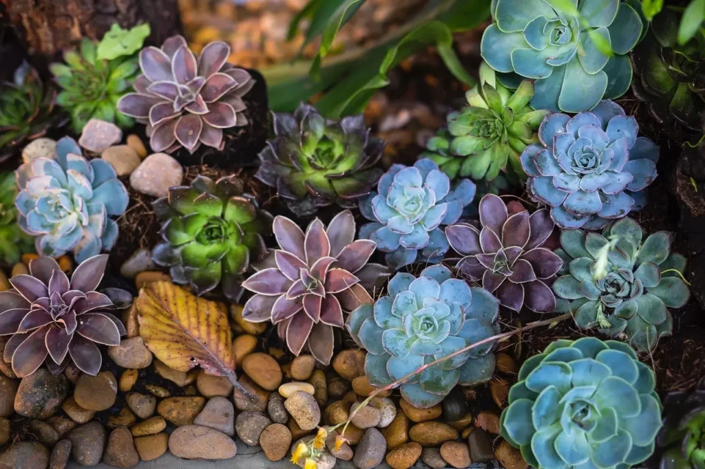Growing Succulents Cacti Gardens