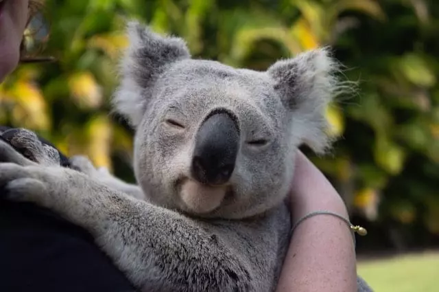 Koala At The Zoo