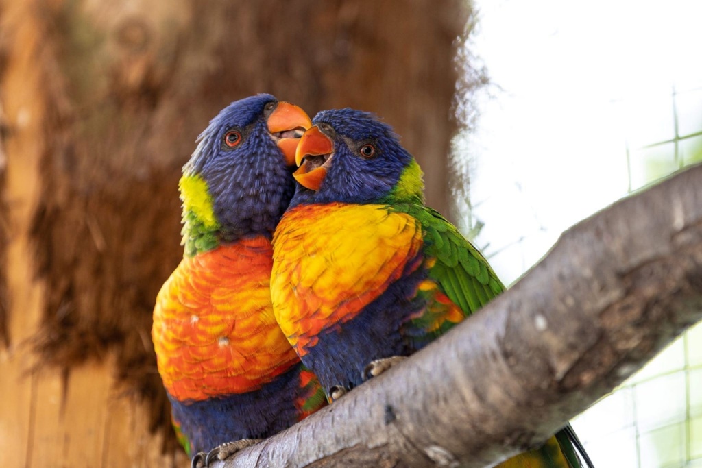 Birds Colourful