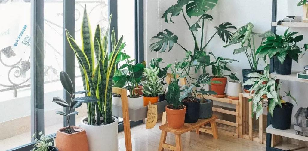 Introduction To Indoor Plants 1280x630