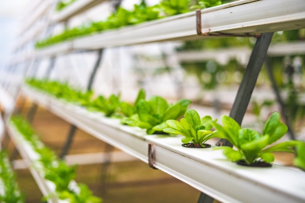 Certificate Of Aquaponic Production