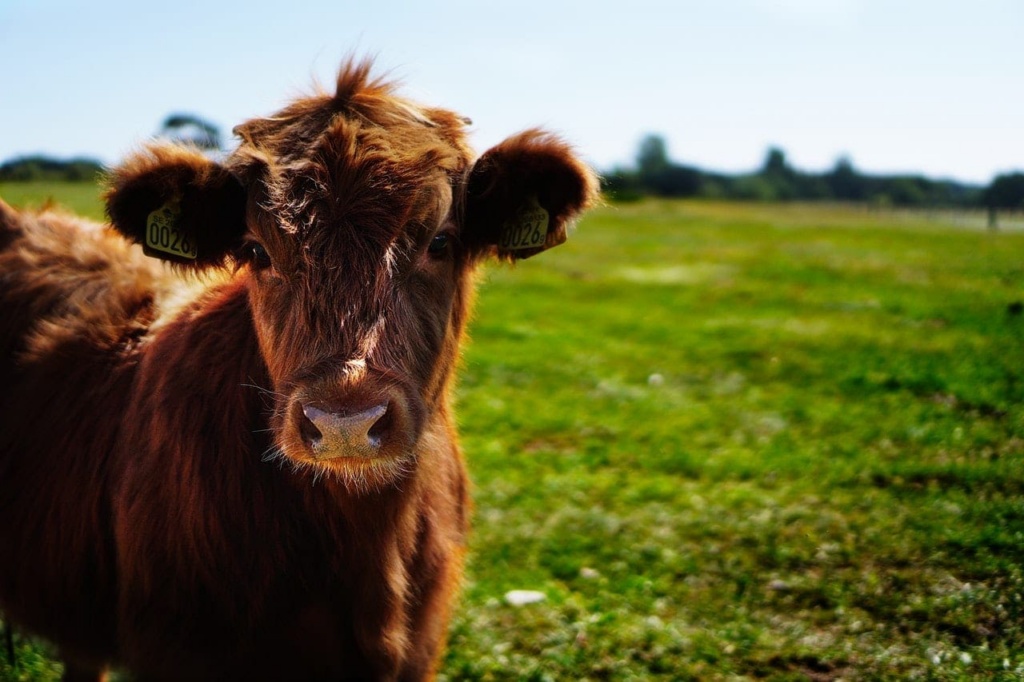 Certificate Of Beef Cattle