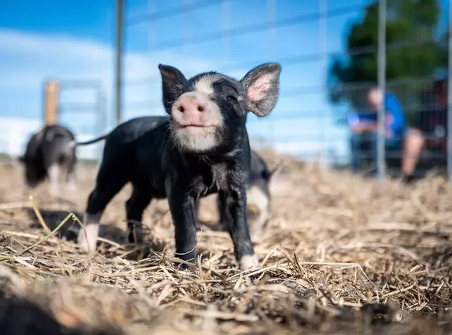 Pig Husbandry Course