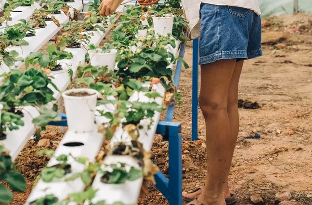 Hydroponics Course