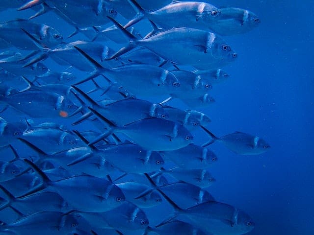 Aquaponics Farming