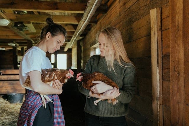 Animal Permaculture 1