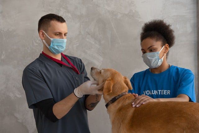 Animal Welfare Course