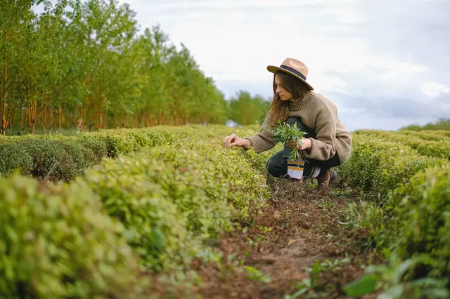 Study Agronomy Online Course