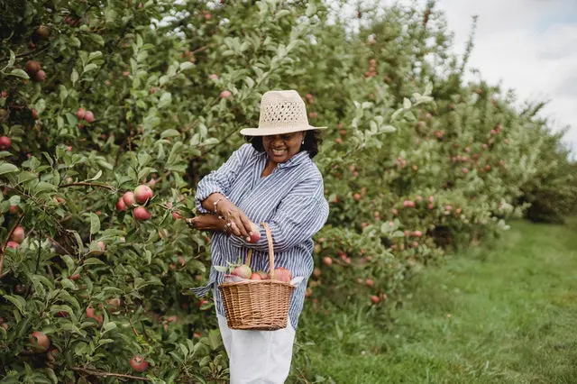 Fruit Production Apple Orchid