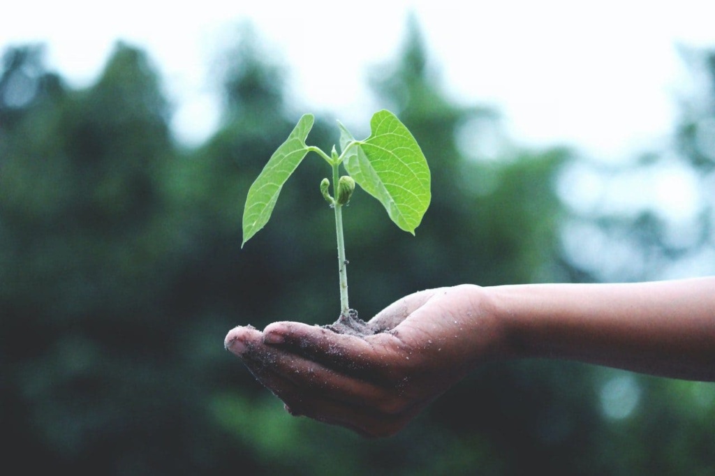 Certificate Of Plant Ecology