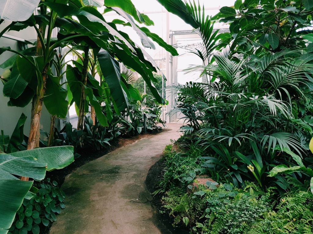 Certificate Of Gardening Tropical Plants