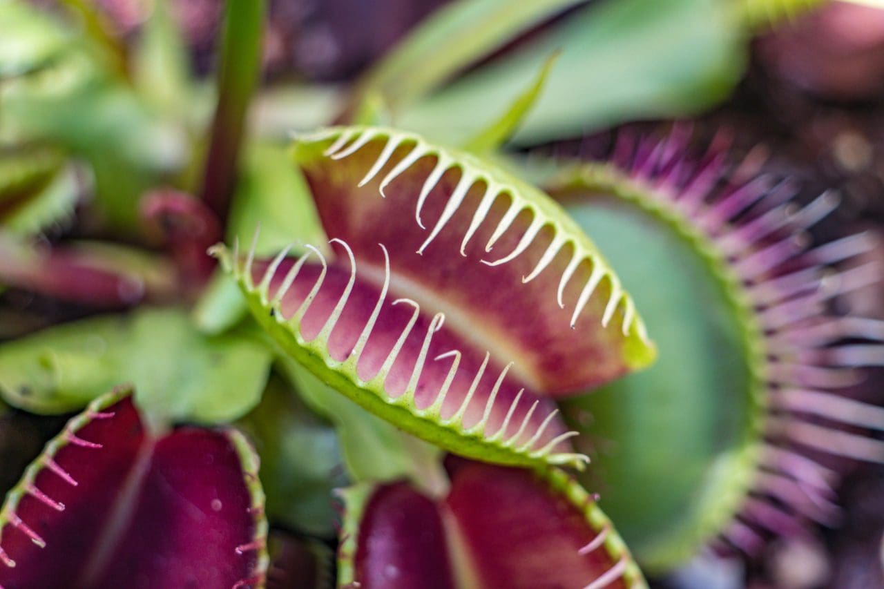 Growing Carnivorous Plants Gives a Garden the Wow Factor! - Australian  Online Courses