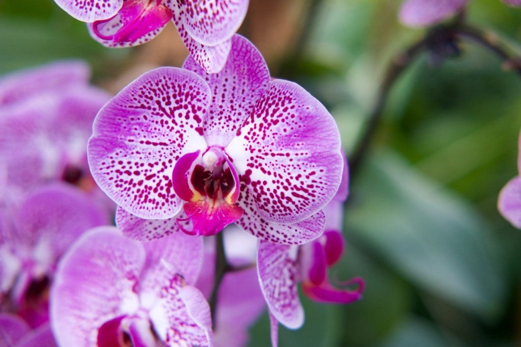 Certificate Of Cut Flower Orchids
