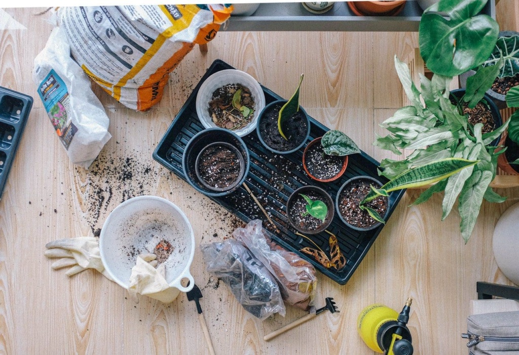 Certificate Of Cutting Propagation