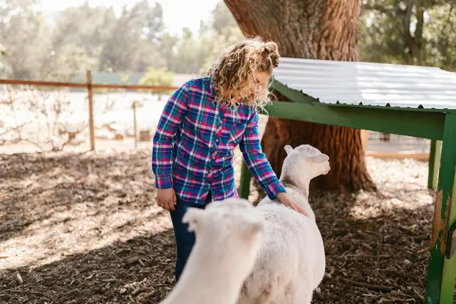 Sheep Farming Course