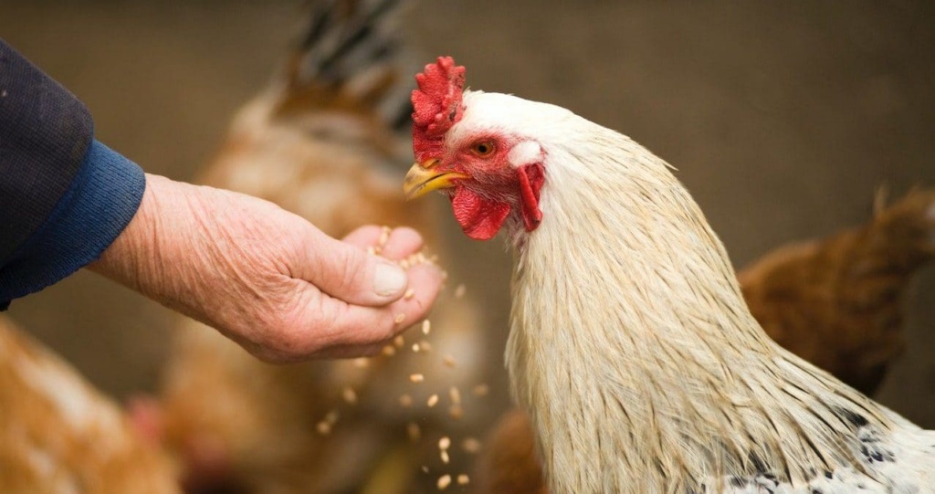 Certificate Of Animal Feed And Nutrition