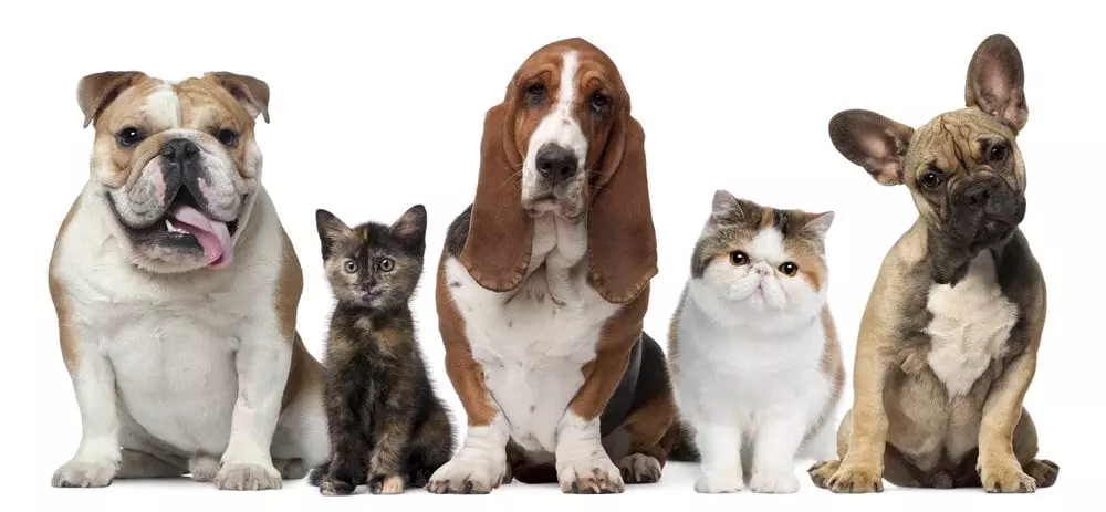 Online Animal Psychology Course