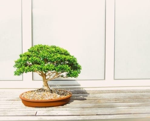 Bonsai tree