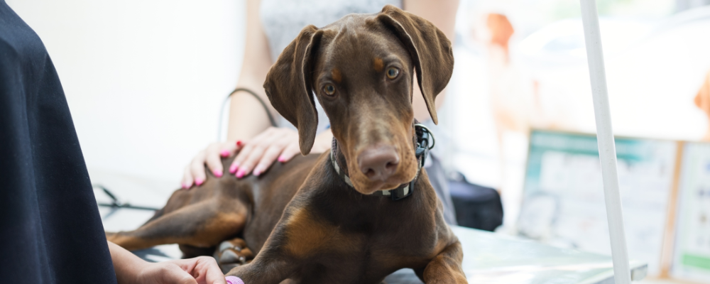 Certificate of Animal Health Care $499