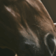 Certificate of Horse Behaviour and Training Equine Course