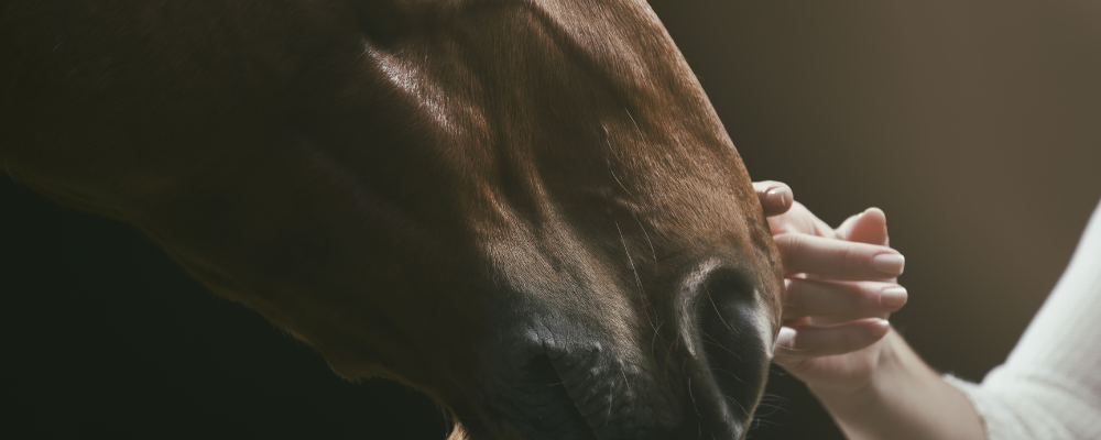 Certificate of Horse Behaviour and Training