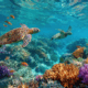 Certificate of Marine Biology Online Course