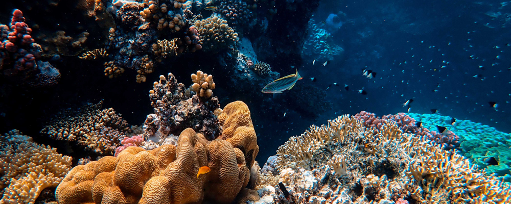 Certificate of Marine Ecology