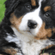 Online Dog Psychology and Training Course