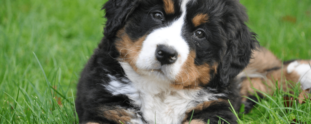 Online Dog Psychology and Training Course
