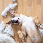 animal behaviour course