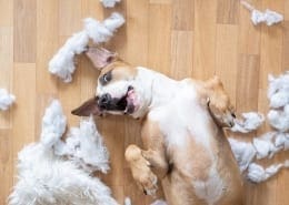 animal behaviour course