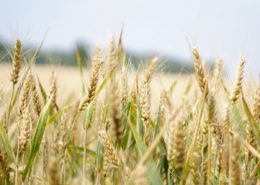 Online agronomy course