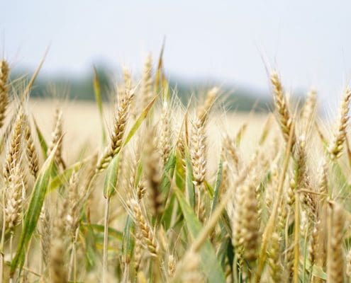 Online agronomy course