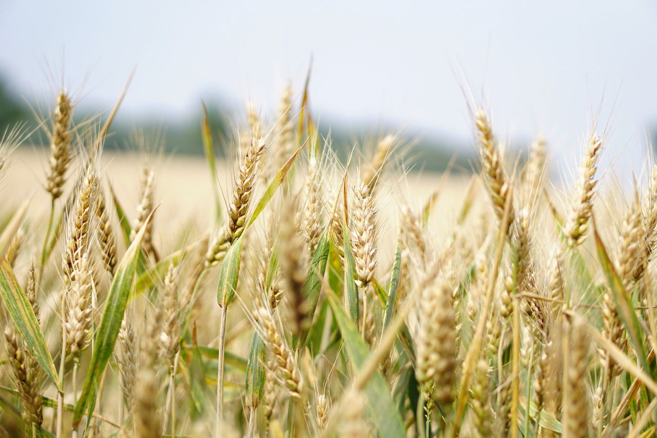 Certificate of Agronomy Fibre Crops Australian Online Courses