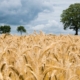 certificate of agronomy grain crops