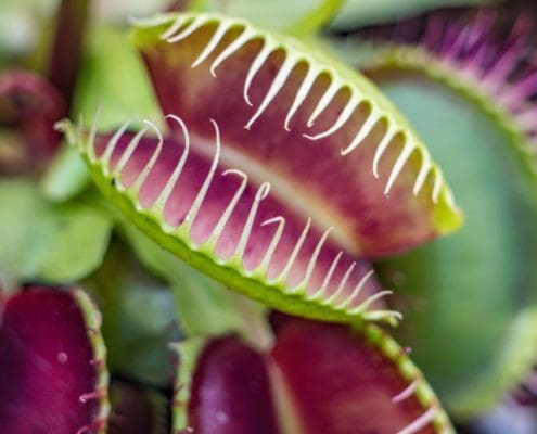 How to grow carnivorous plants